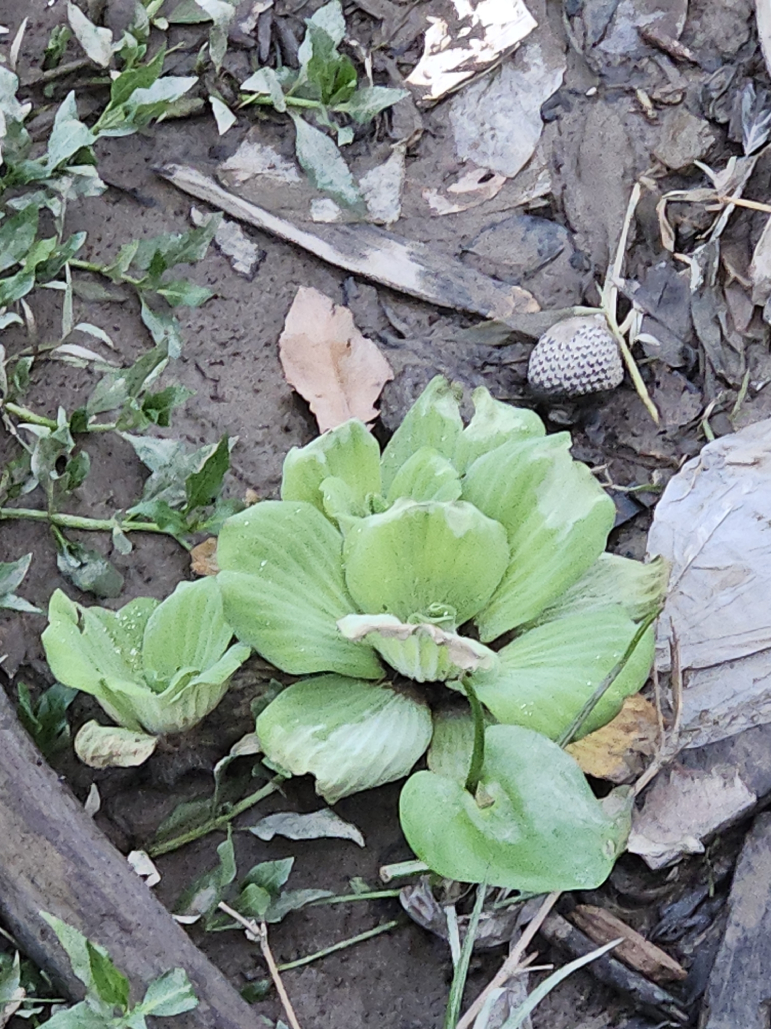 Pistia stratiotes