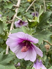 Malva subovata bicolor