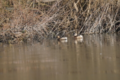 Tachybaptus ruficollis