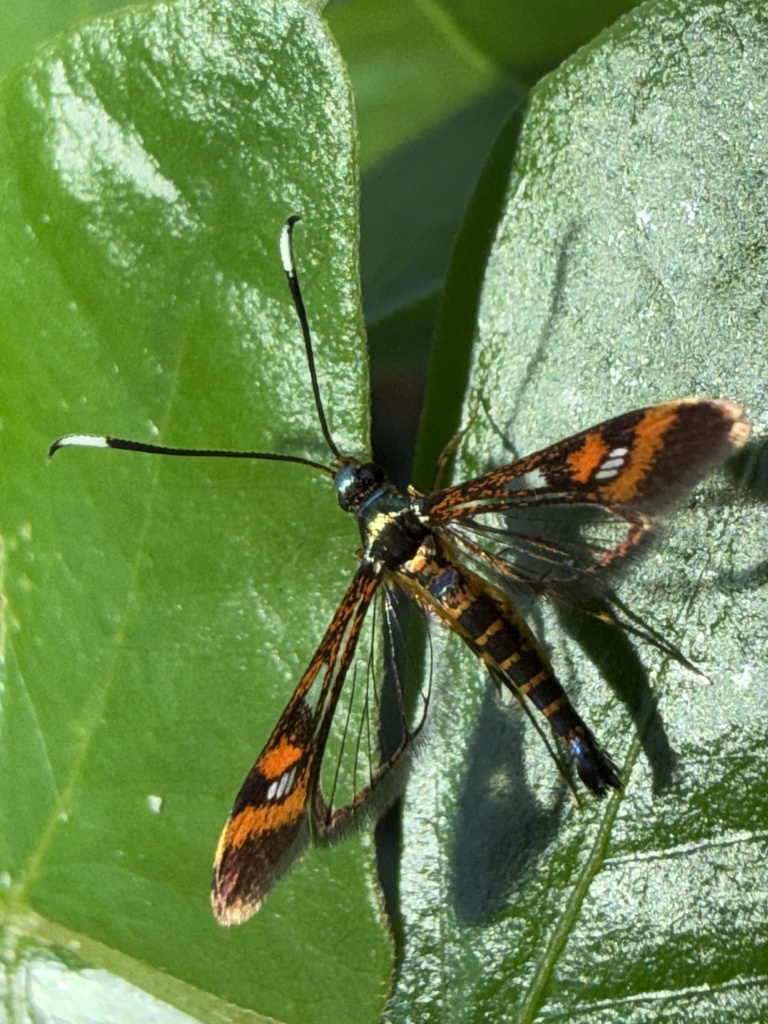 Chamanthedon tropica