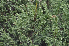 Juniperus pseudosabina