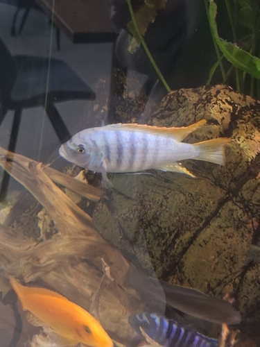 Ice blue zebra (Maylandia greshakei) — Cichlidae — 4