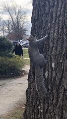 Sciurus carolinensis