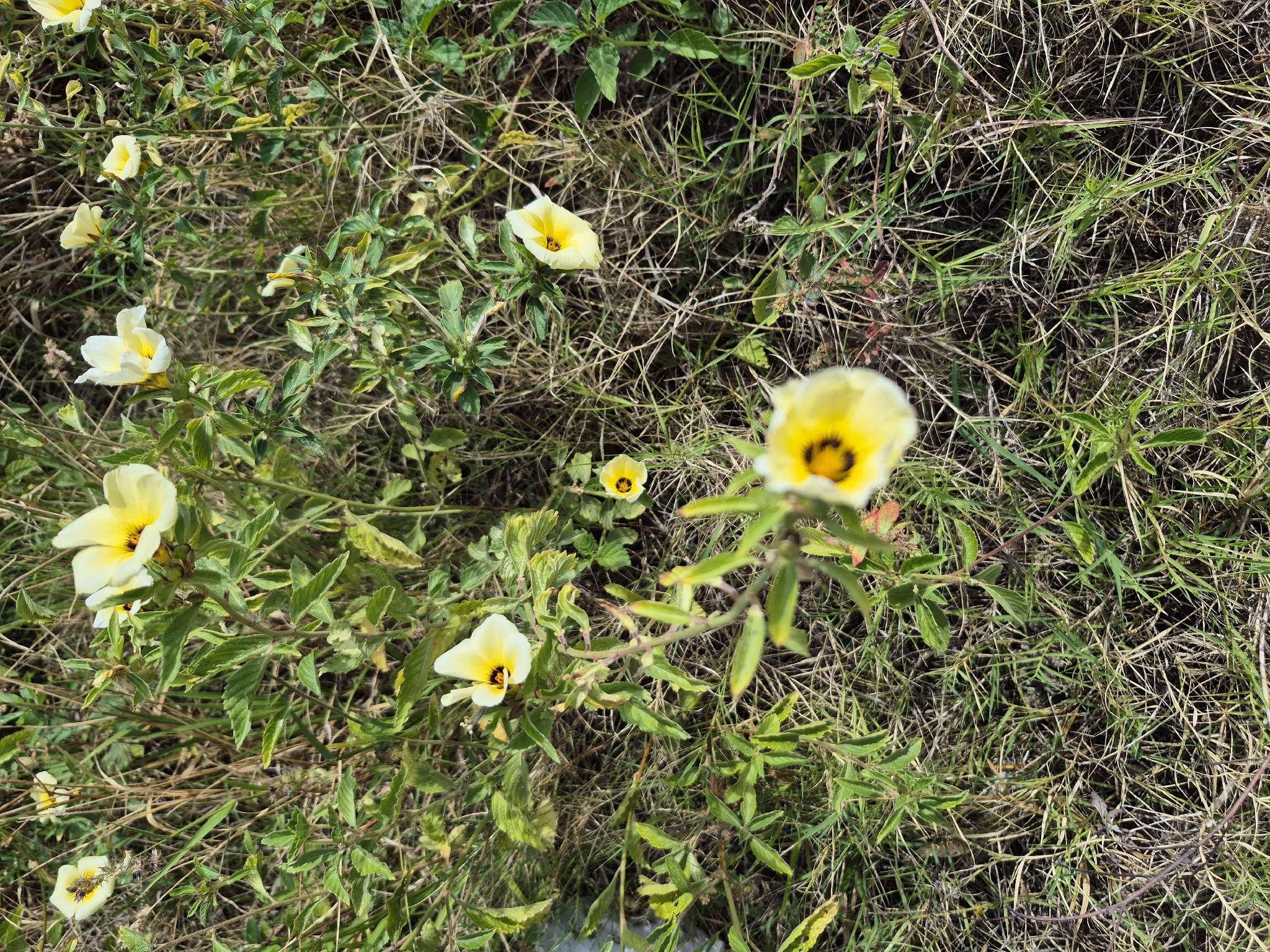 Turnera subulata