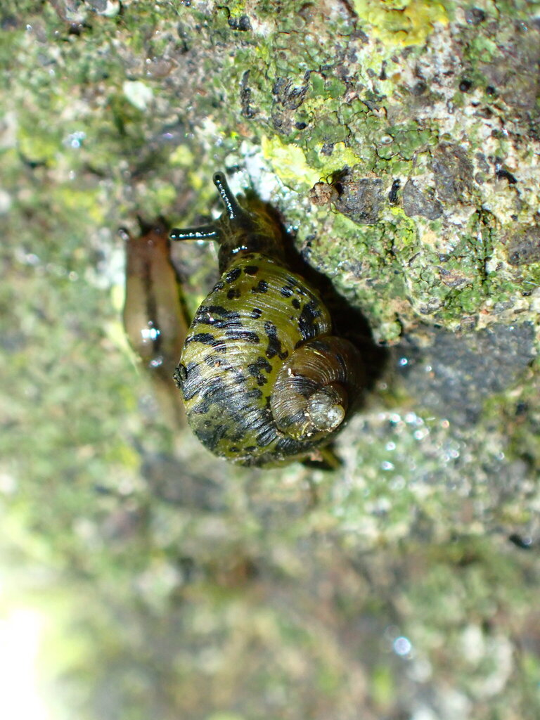 Guerrina cuticula