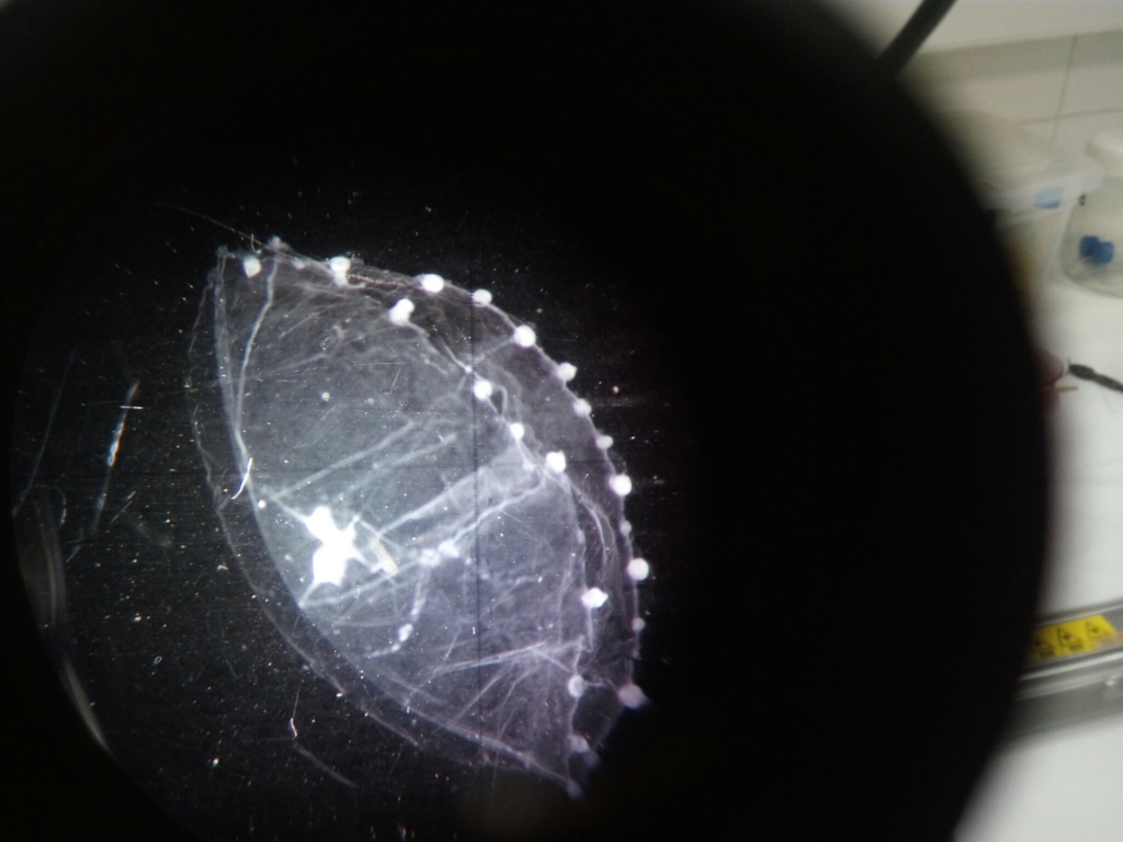 Phialellidae