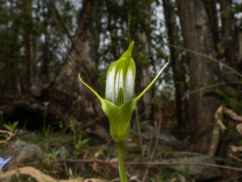 large sickle greenhood (Pterostylis falcata)