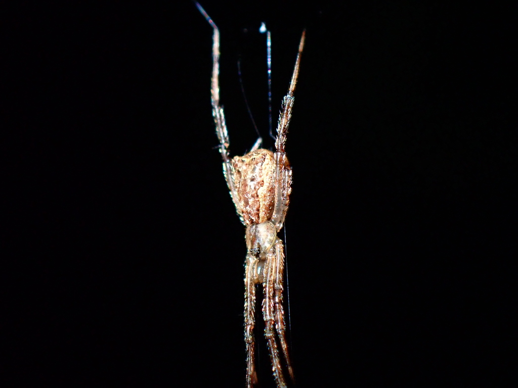 Episinus maderianus