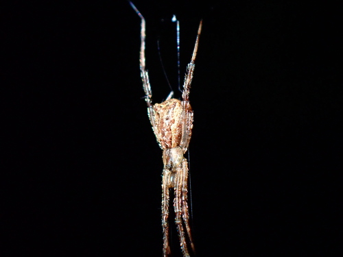 Episinus maderianus