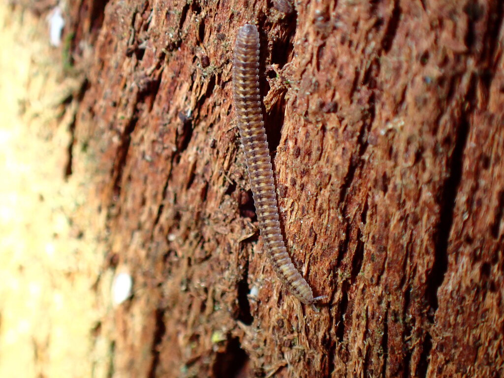 Hirudicryptus canariensis