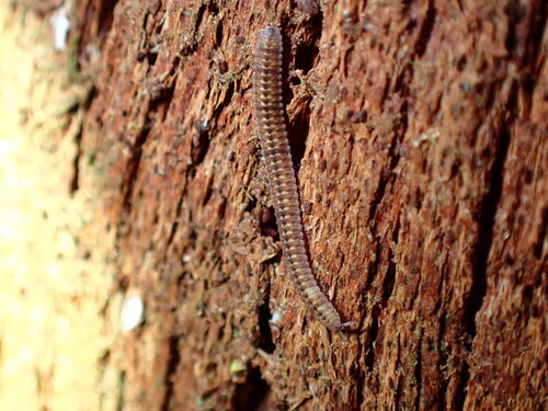 Hirudicryptus canariensis