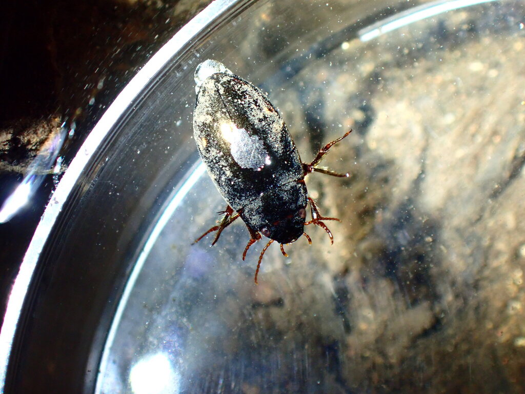 two-spotted diving beetle
