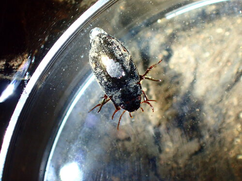 two-spotted diving beetle