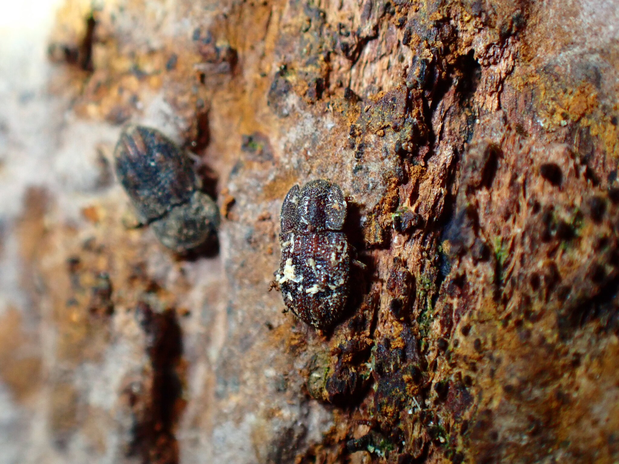 Tarphius simplex