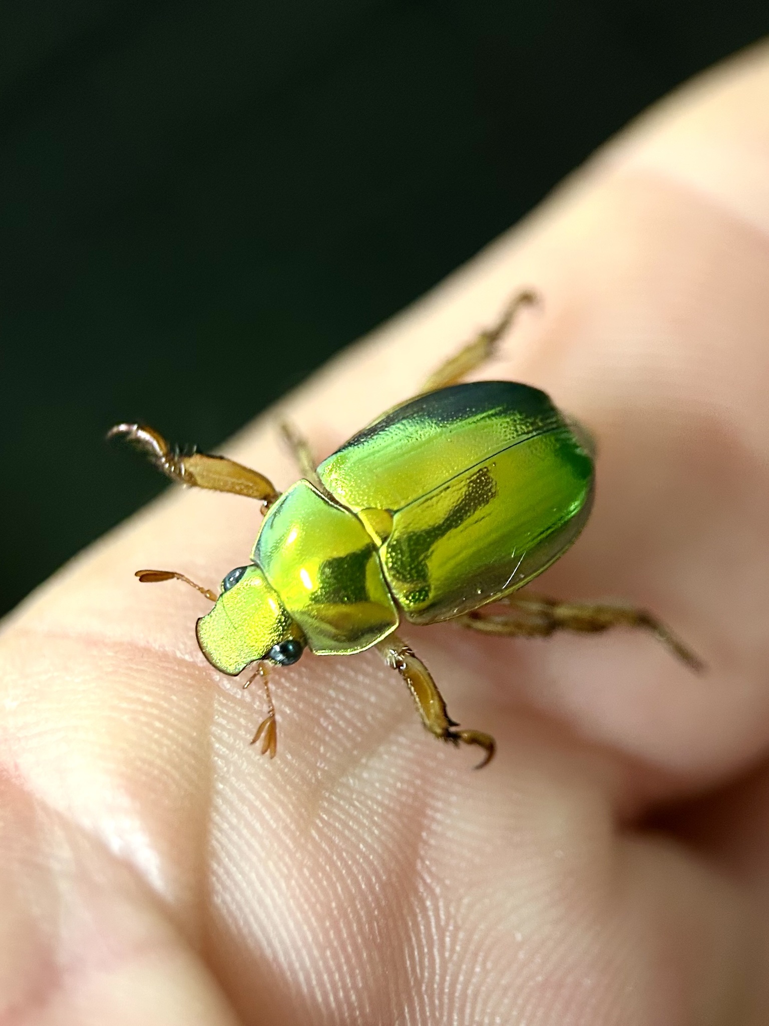 Anoplognathus parvulus · iNaturalist