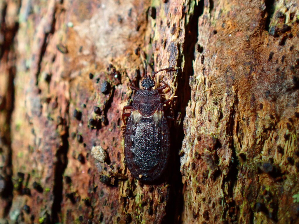 Aneurus tagasastei