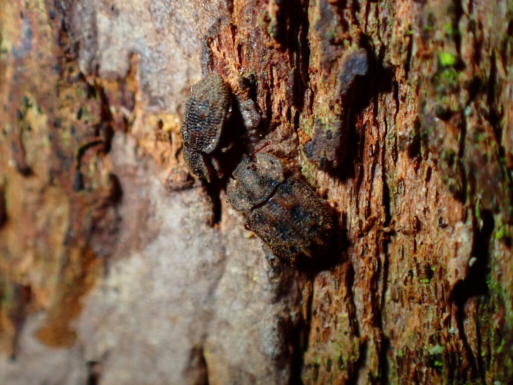 Tarphius canariensis