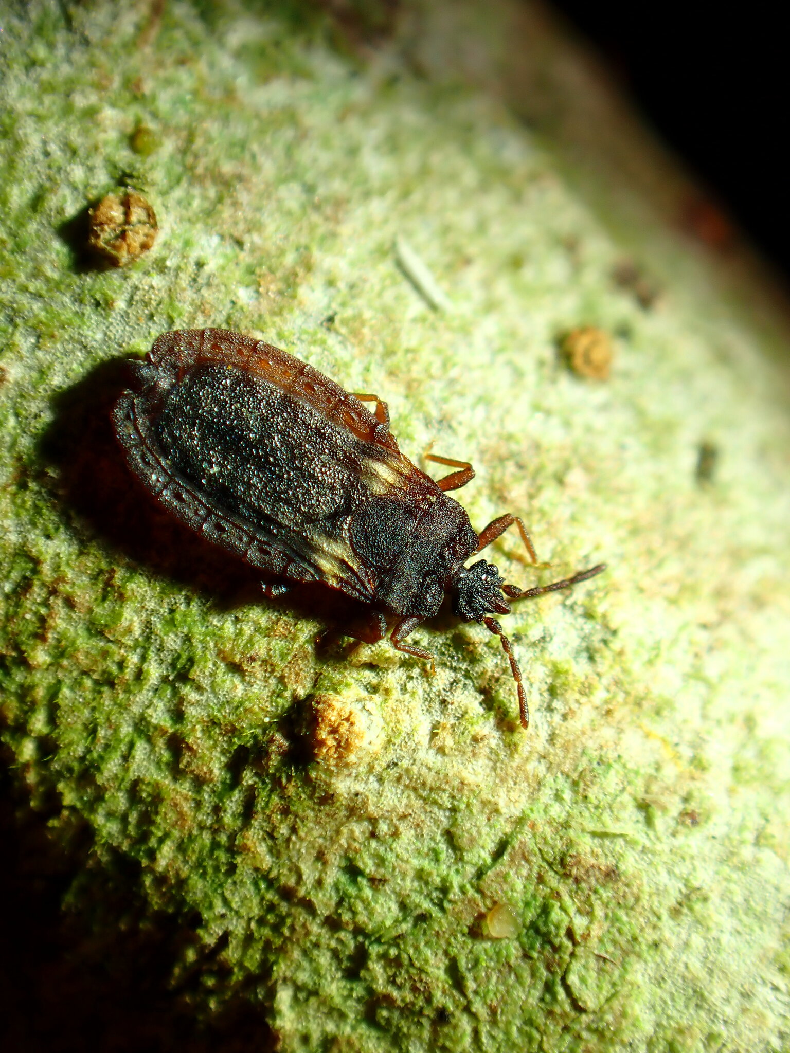 Aneurus tagasastei