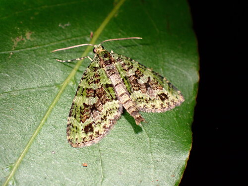 Episauris kiliani Rebel, 1898