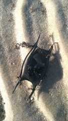 Rostroraja eglanteria