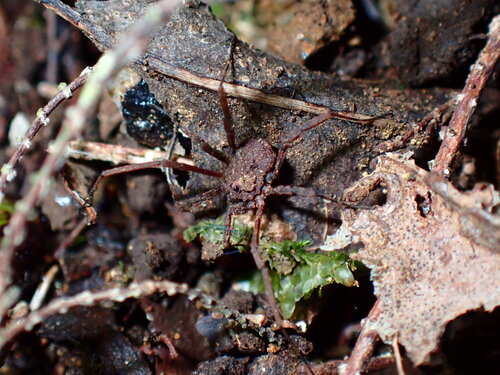 Parascleropilio fernandezi