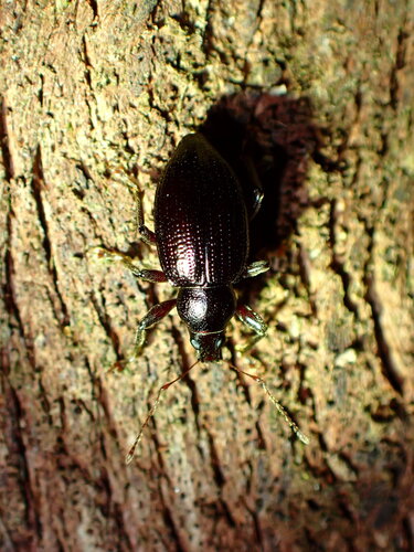 Laparocerus excavatus
