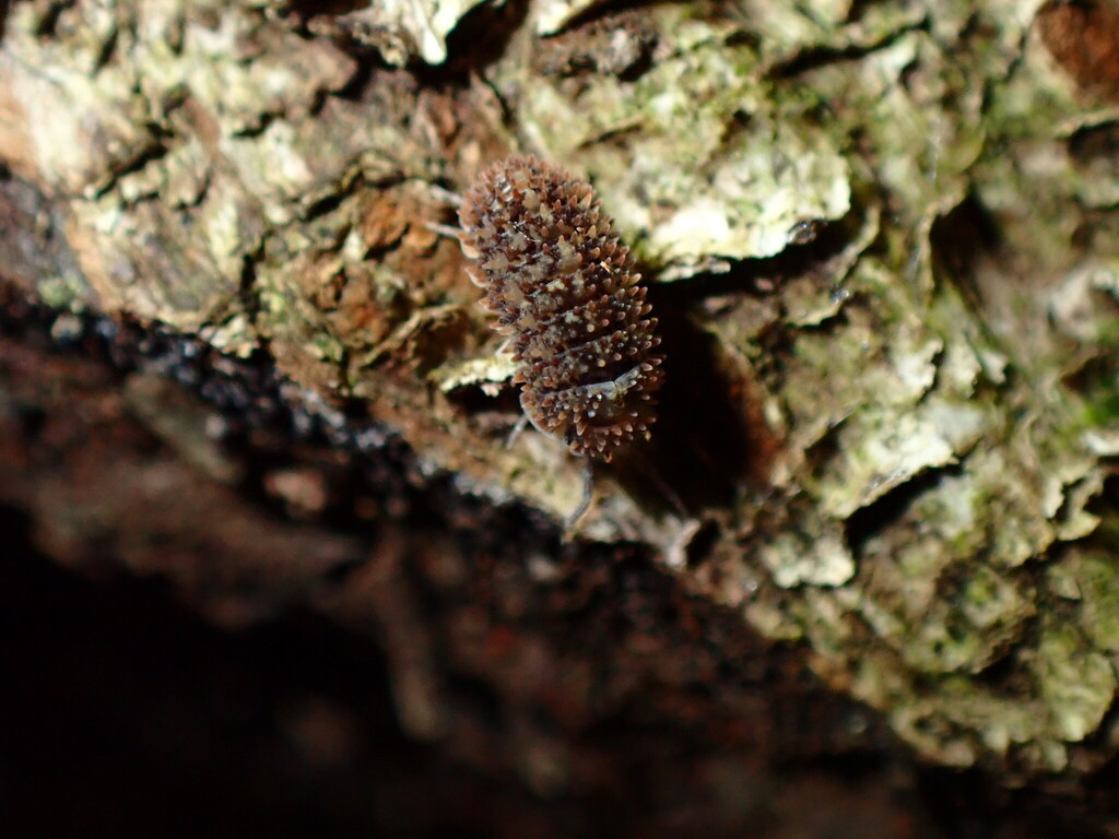 Ctenorillo ausseli