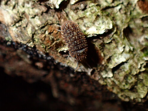 Ctenorillo ausseli
