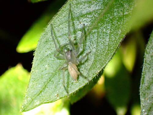 Cheiracanthium canariense