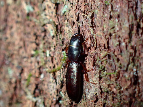 Leipaspis lauricola