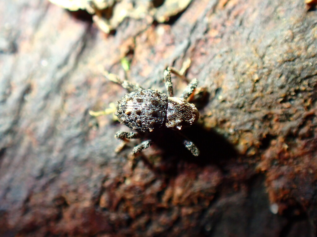 Onyxacalles verrucosus