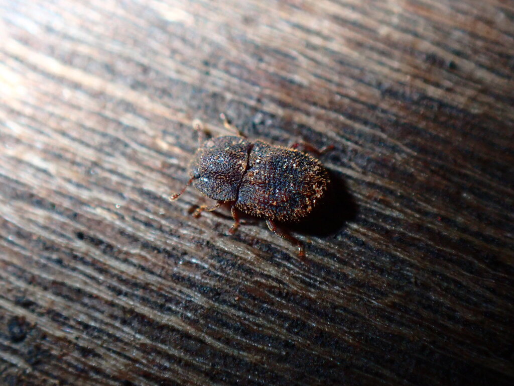 Tarphius simplex
