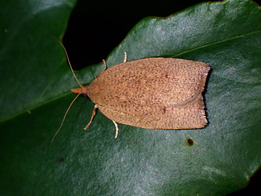 Choristoneura bracatana