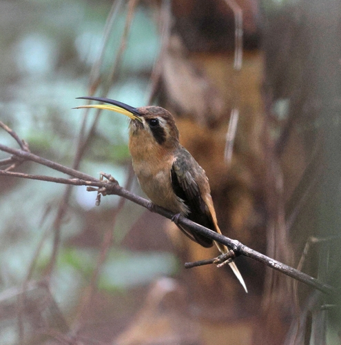 Cinnamon-throated Hermit