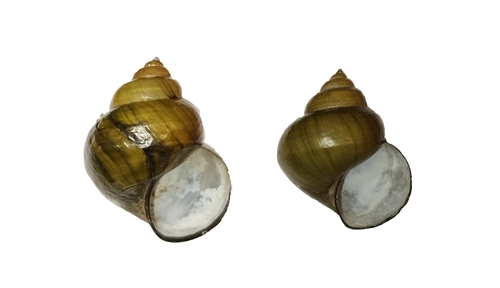 Chinese Mystery Snail