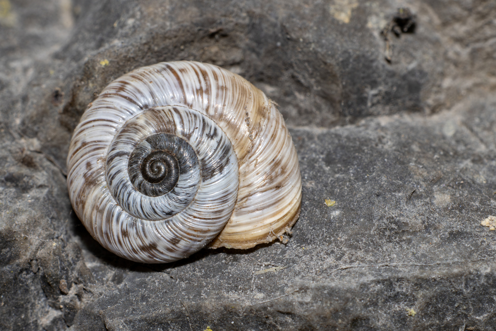 Pyrenaearia cantabrica