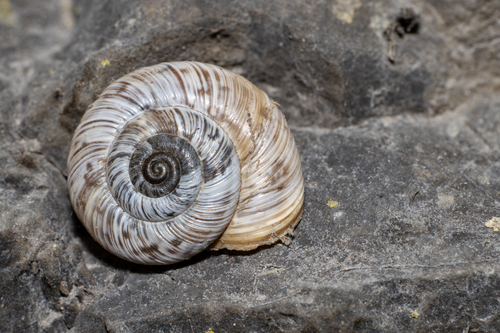 Pyrenaearia cantabrica
