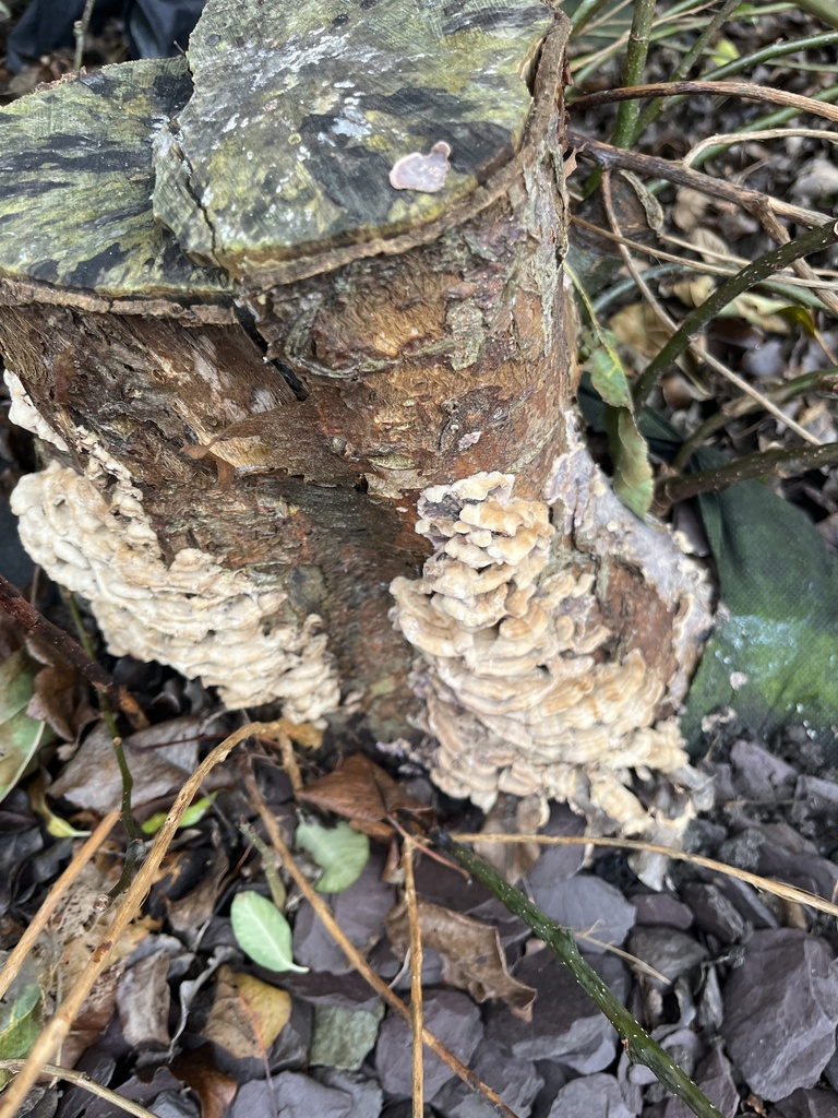 Chondrostereum purpureum · December 2025 · photo: © elliotgreiner (iNaturalist, cc-by)