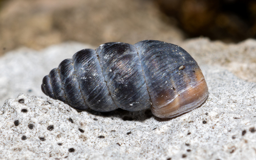 Chondrina kobelti