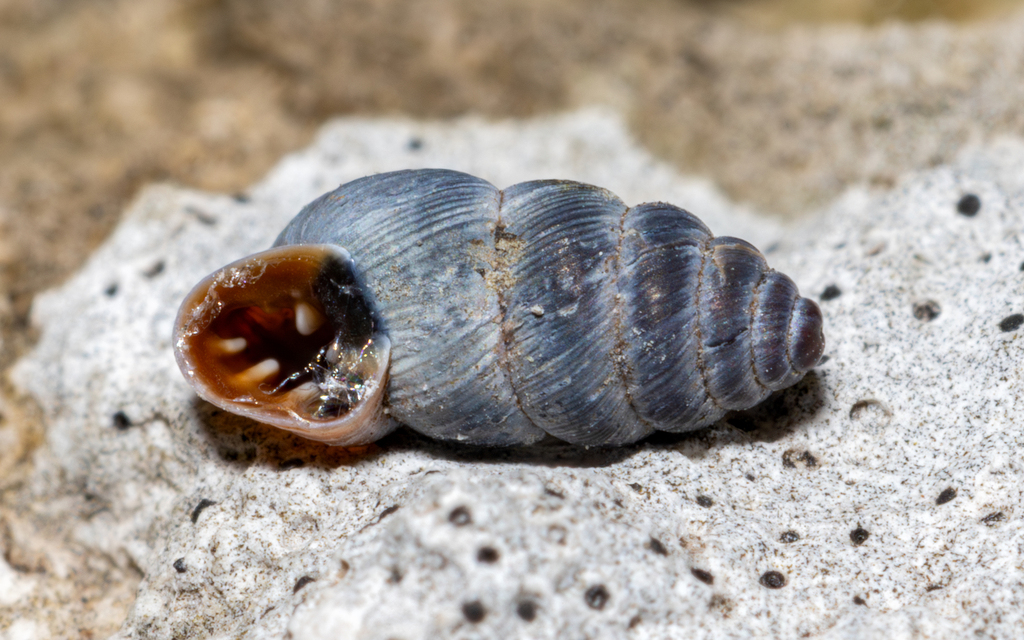 Chondrina kobelti
