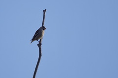 Coccothraustes coccothraustes
