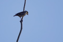 Coccothraustes coccothraustes