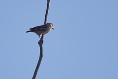 Coccothraustes coccothraustes
