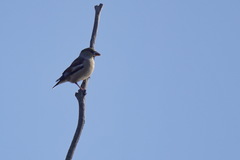 Coccothraustes coccothraustes