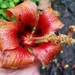 Hibiscus elatus - Photo (c) Millie Basden, alguns direitos reservados (CC BY), uploaded by Millie Basden