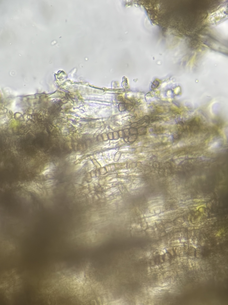 Torula antiqua