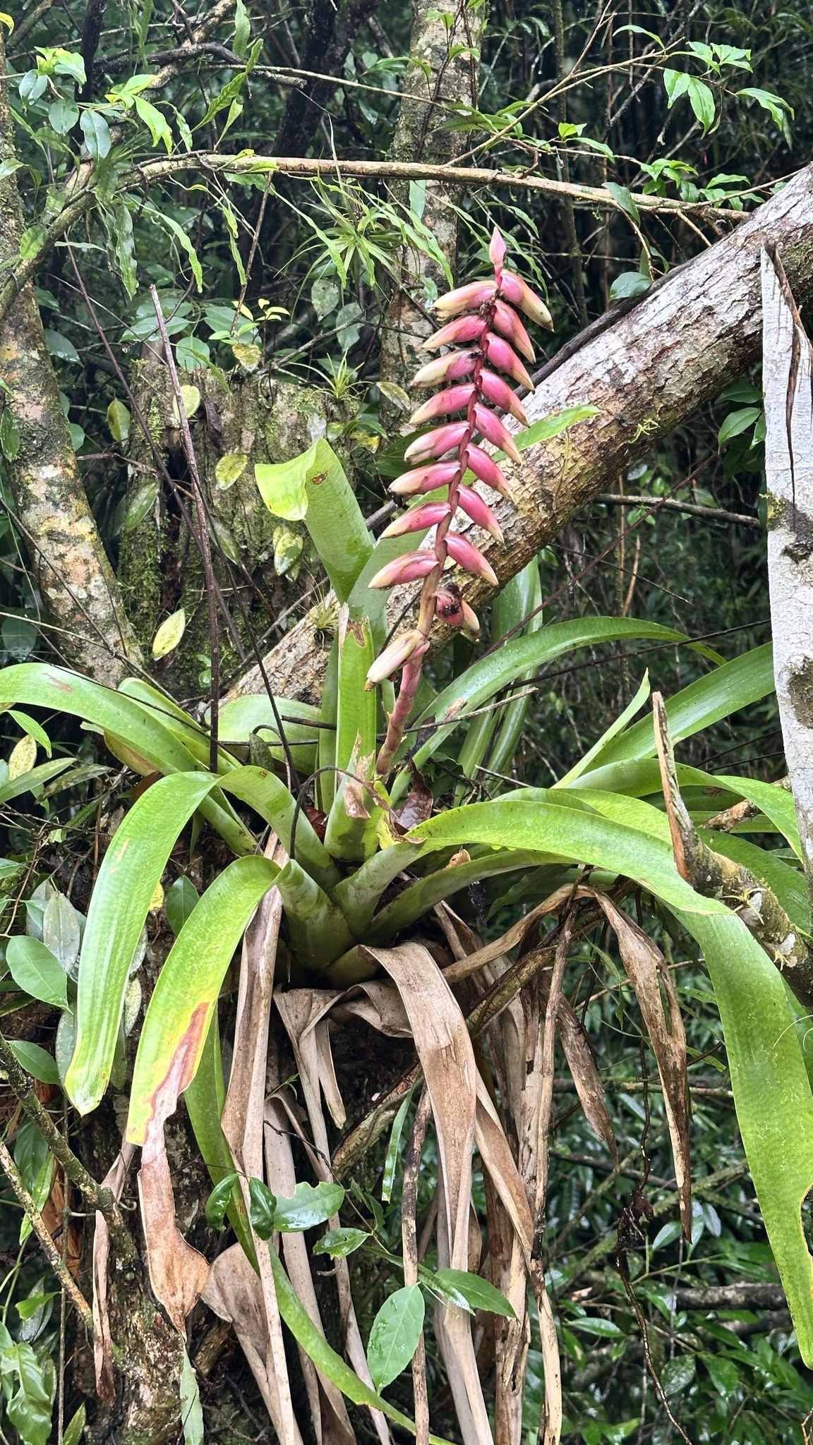 Vriesea platynema
