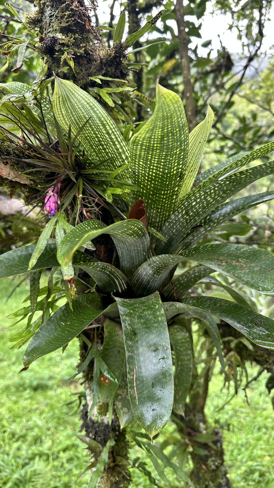 Vriesea gigantea