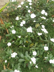 Magnoliopsida
