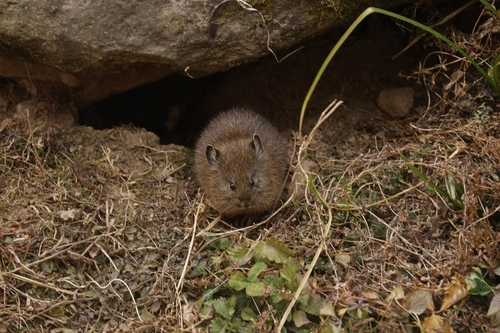 Sikkim Pika